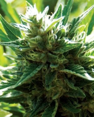 Cali Jack