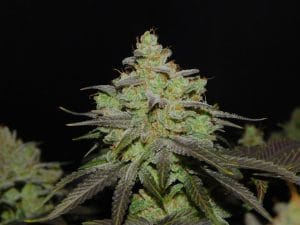 Cali OG Kush