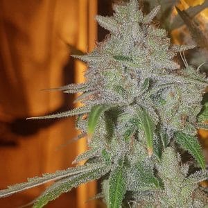 Cali O Chem cannabis seeds – 12/12 Photoperiod – Regular – Indoor – image 1 from Seed City