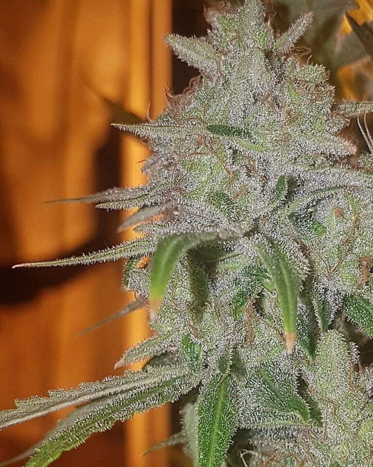 Cali O Chem cannabis seeds – 12/12 Photoperiod – Regular – Indoor – image 1 from Seed City