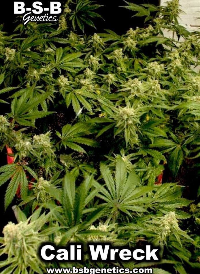 12/12 Photoperiod – Citrus – Mostly Sativa – Cali Wreck strain – image 1 – from BSB Genetics via Seed City