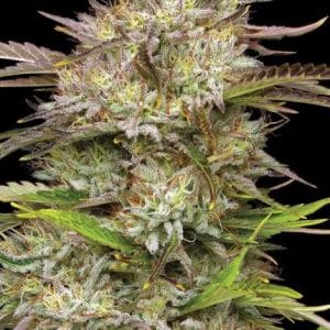 California Haze from Humboldt Seed Company