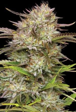California Haze