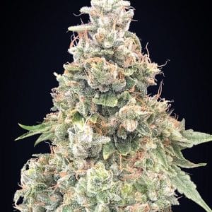 California Kush Fast cannabis seeds – Female seeds – 12/12 Photoperiod – Indoor-friendly – image 1 from Seed City