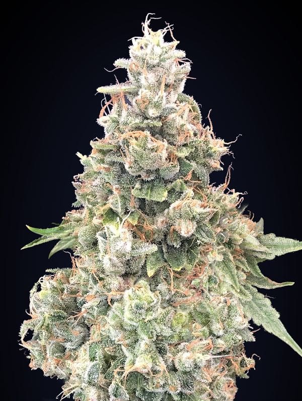 California Kush Fast cannabis seeds – Female seeds – 12/12 Photoperiod – Indoor-friendly – image 1 from Seed City