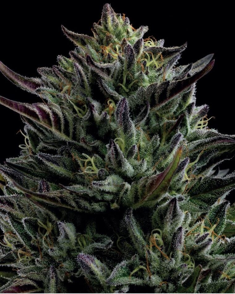 California Octane cannabis seeds – Super Strength – Cerebral – Female seeds – image 1 from Seed City