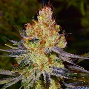 California Orange Bud by Nirvana Seeds – Motivational – Regular – 50% Indica/50% Sativa – image 1 – Seed City