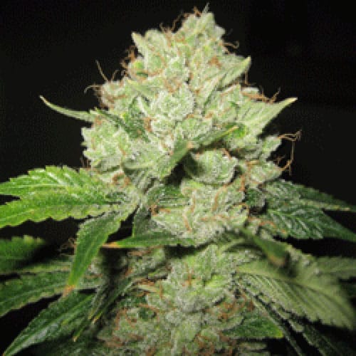 California Trainwreck by Sagarmatha Seeds – Female seeds – 12/12 Photoperiod – Indica-heavy – image 1 – Seed City