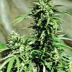 California Wildfire by Emerald Triangle Seeds – Mostly Indica – Psychedelic – Female seeds – image 1 – Seed City