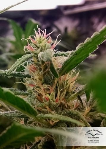 Californian Orange cannabis seeds – 12/12 Photoperiod – Social – Female seeds – image 5 from Seed City