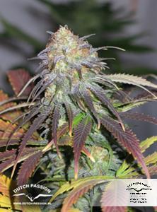Californian Orange cannabis seeds – Social – 12/12 Photoperiod – 50% Indica/50% Sativa – image 8 from Seed City