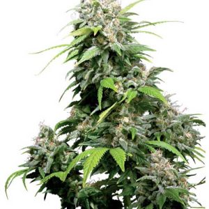 Californian Indica cannabis seeds – 12/12 Photoperiod – Citrus – Feminized – image 1 from Seed City