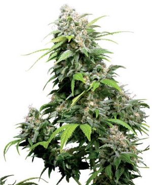 Californian Indica