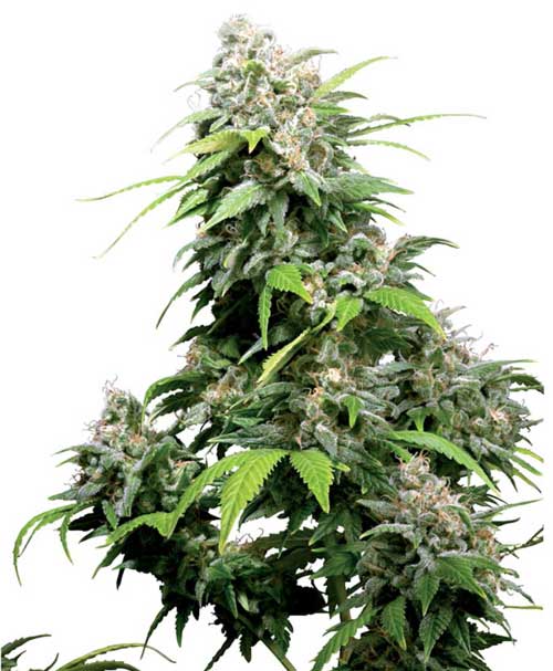 Californian Indica cannabis seeds – 12/12 Photoperiod – Citrus – Feminized – image 1 from Seed City