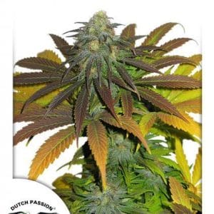 Californian Orange cannabis seeds – Female seeds – Social – 50% Indica/50% Sativa – image 1 from Seed City