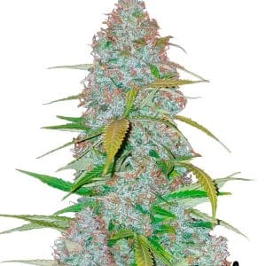 Californian Snow cannabis seeds – Anxiety – Auto-Flowering – 50% Indica/50% Sativa – image 1 from Seed City