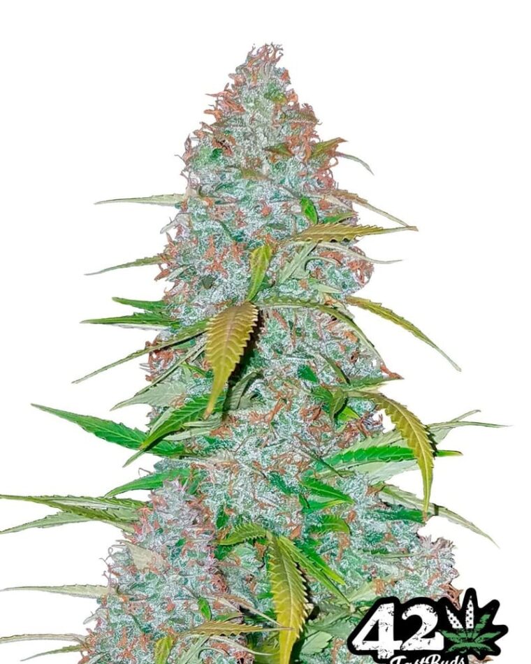 Californian Snow cannabis seeds – Anxiety – Auto-Flowering – 50% Indica/50% Sativa – image 1 from Seed City