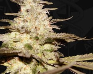 Califunk 710