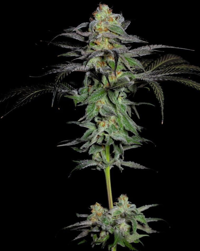 Calypso Fruit cannabis seeds – Fruity – Female seeds – 12/12 Photoperiod – image 1 from Seed City