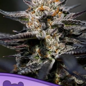 Image 1 of Calypso Sunrocks cannabis by Anesia Seeds – Fruity – 12/12 Photoperiod – High Yielding – Seed City