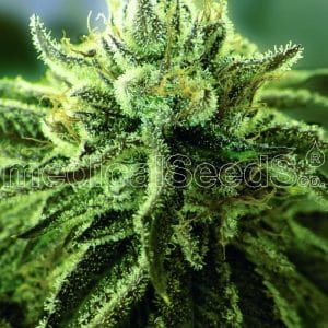 Canadian Kush 2.0 by Medical Seeds – 12/12 Photoperiod – Outdoor cultivation – Grape – image 1 – Seed City