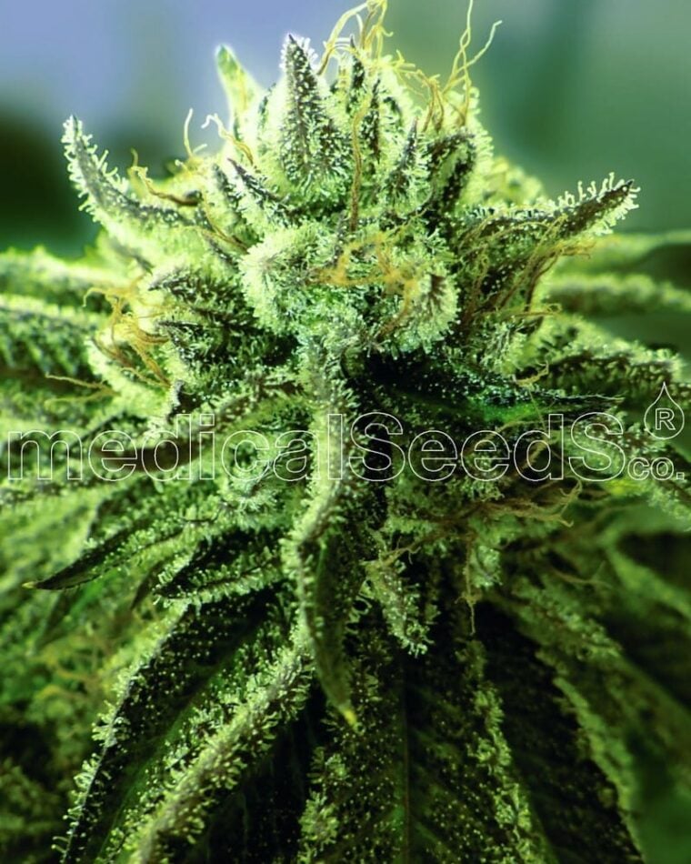 Canadian Kush 2.0 by Medical Seeds – 12/12 Photoperiod – Outdoor cultivation – Grape – image 1 – Seed City