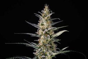 Candida (CD-1)