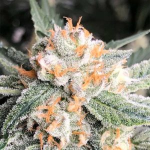 Candied Orange