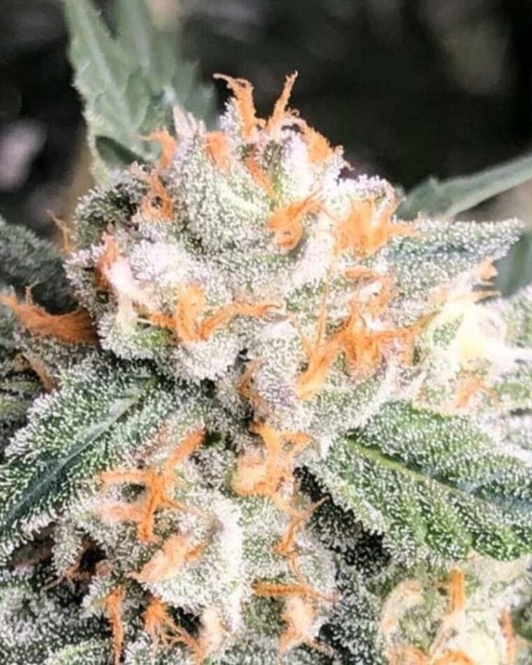 Candied Orange by Symbiotic Genetics – Orange – 12/12 Photoperiod – Euphoric – image 1 – Seed City