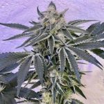 Candy'n Cream cannabis seeds – Mostly Indica – 12/12 Photoperiod – Female seeds – image 2 from Seed City