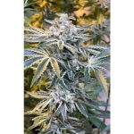 Image 3 of Candy'n Cream cannabis by Zmoothiez Seeds – 12/12 Photoperiod – Uplifting – Outdoor – Seed City