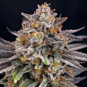 CandyGaz