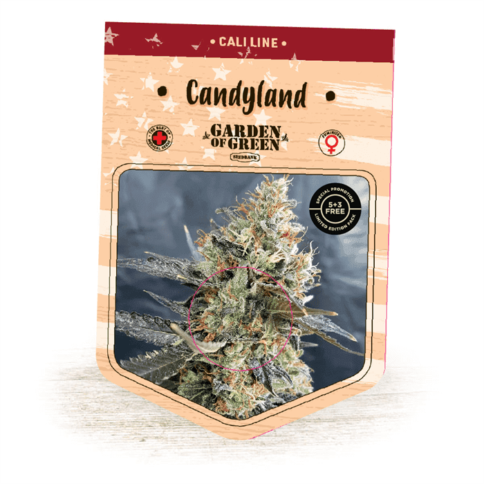 CandyLand by Garden of Green – Sweet – Migraine Relief – Female seeds – image 1 – Seed City