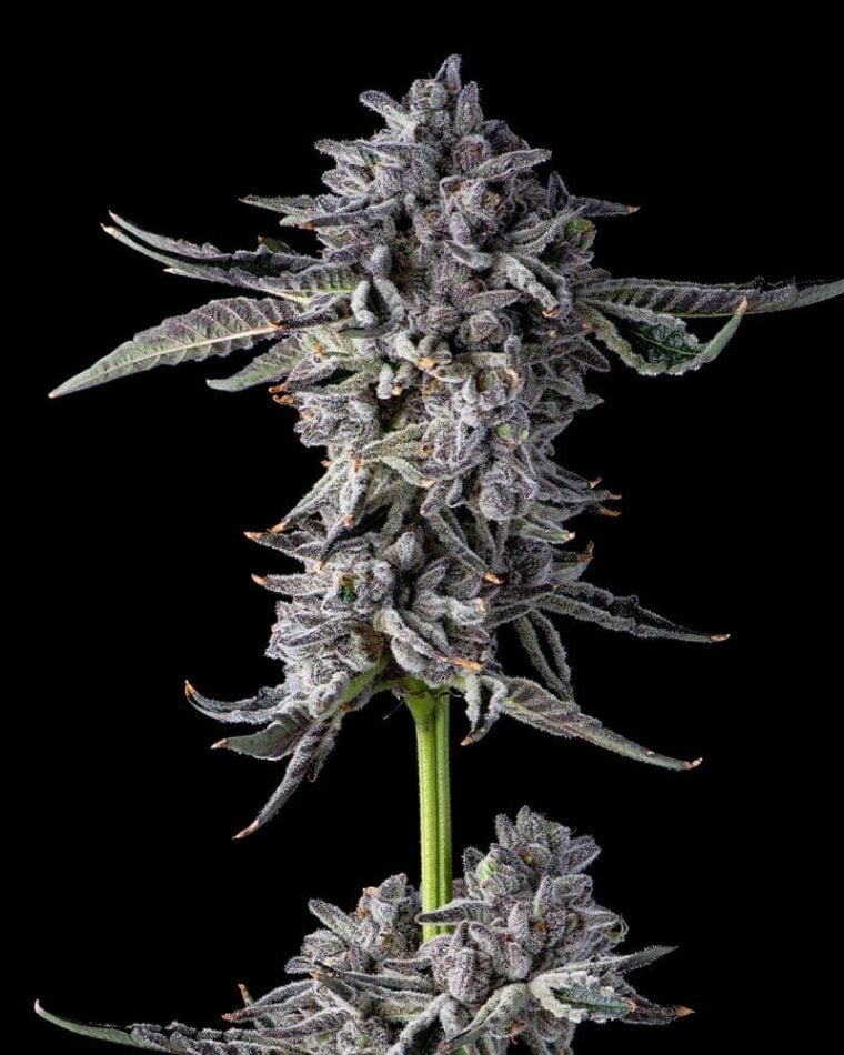 Candy Bezels cannabis seeds – 12/12 Photoperiod – Sweet – 50% Indica/50% Sativa – image 1 from Seed City