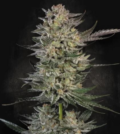 Candy Breath from Paradise Seeds