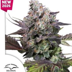 Candy Bubatz cannabis seeds – 50% Indica/50% Sativa – Tall (140cm plus) – 12/12 Photoperiod – image 1 from Seed City