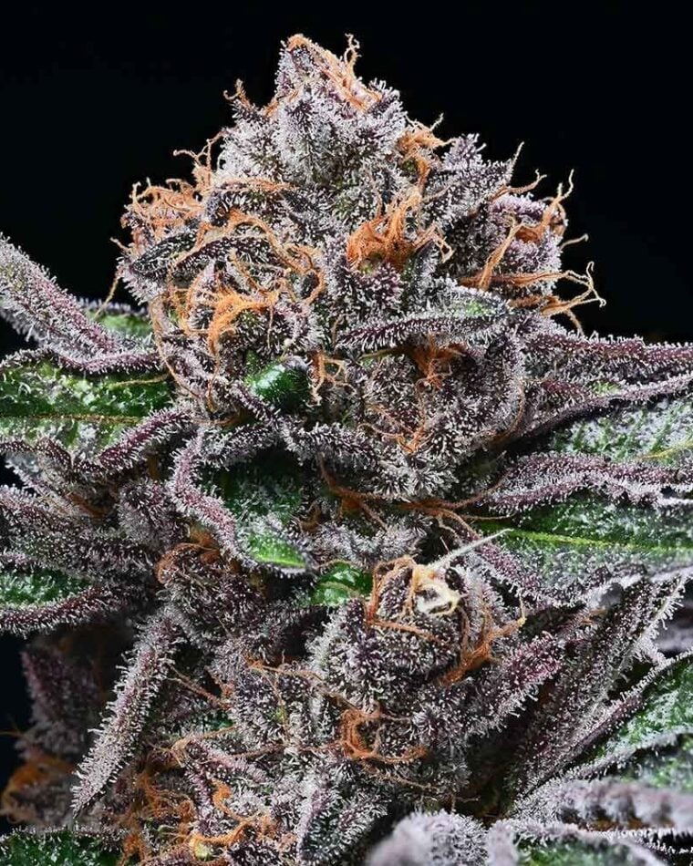 Candy Candy by Cookies Seed Bank – Gassy – 12/12 Photoperiod – Good for outdoor grow – image 1 – Seed City