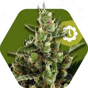 Candy Caramelo Auto