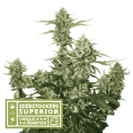 Candy Dawg Auto cannabis seeds – High Yielding – Auto-Flowering – Super Strength – image 1 from Seed City