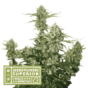 Candy Dawg Auto cannabis seeds – High Yielding – Auto-Flowering – Super Strength – image 1 from Seed City