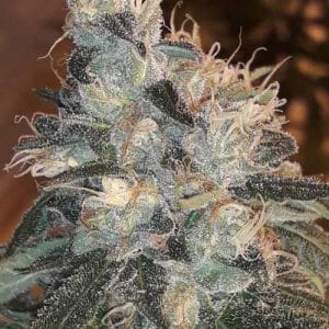 Candy Glue from Lineage Genetics