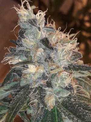 Candy Glue