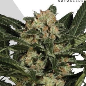 Candy Kush Automatic cannabis seeds – Sweet – Auto-Flowering – 50% Indica/50% Sativa – image 1 from Seed City