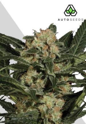 Candy Kush Automatic