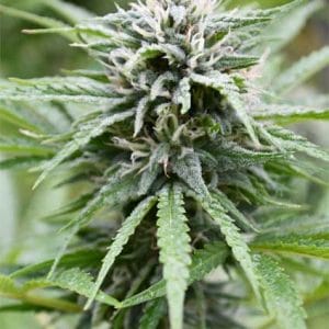 Candyland cannabis seeds – Beginning of October – General Pain – Guaranteed female plants – image 1 from Seed City