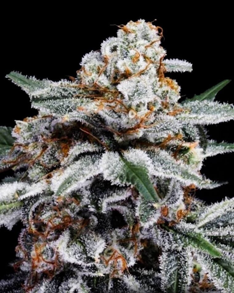 Image 1 of Canelo Autoflowering cannabis by DNA Genetics Seeds – Indoor – Indica-heavy – Auto-Flowering – Seed City