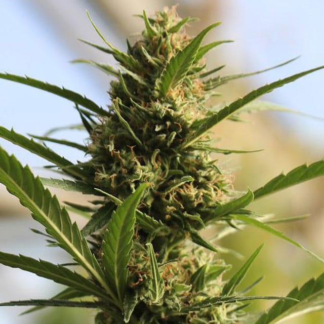 CannaBoom CBD+ cannabis seeds – 12/12 Photoperiod – Outdoor cultivation – Female seeds – image 1 from Seed City