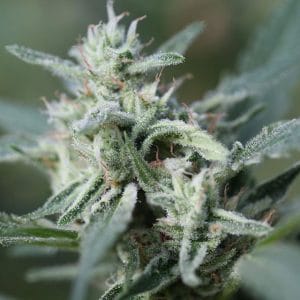 CannaFuel CBD+ cannabis seeds – The End of September – High CBD – Suited for indoor growing – image 1 from Seed City