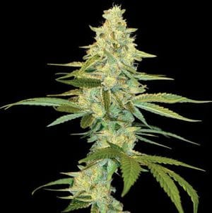 Cannalope Kush