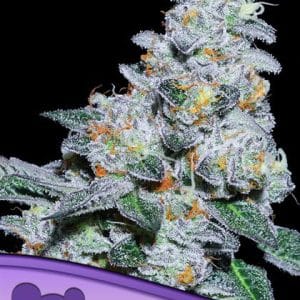 Captain Future cannabis seeds – 12/12 Photoperiod – Fruity – Sativa-leaning – image 1 from Seed City